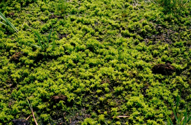 Dense green moss seen from above