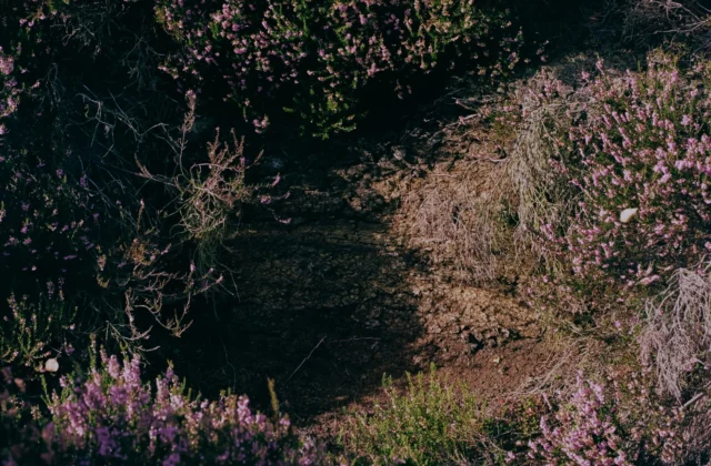 Heather and grasses on moorland in low light