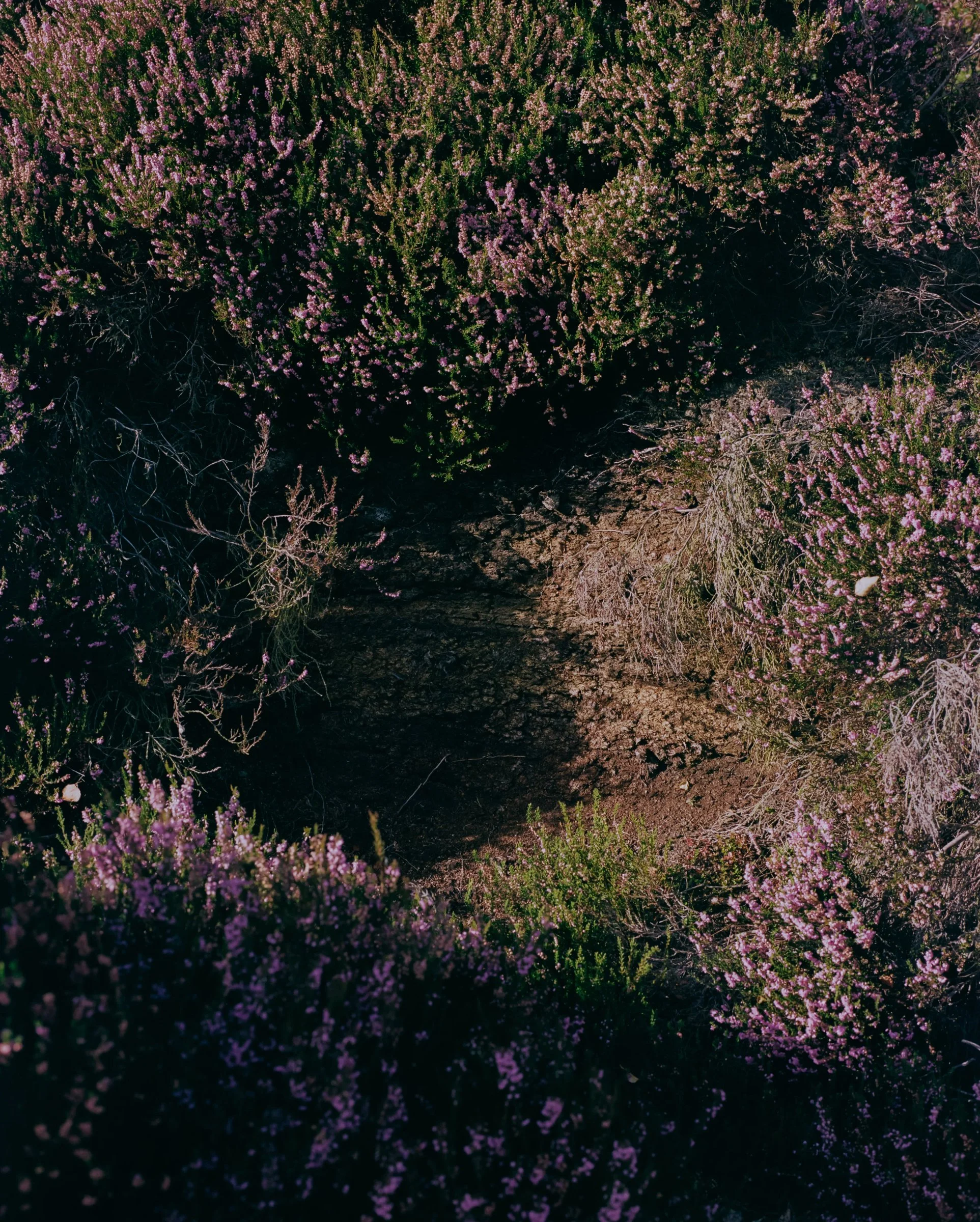 Heather and grasses on moorland in low light