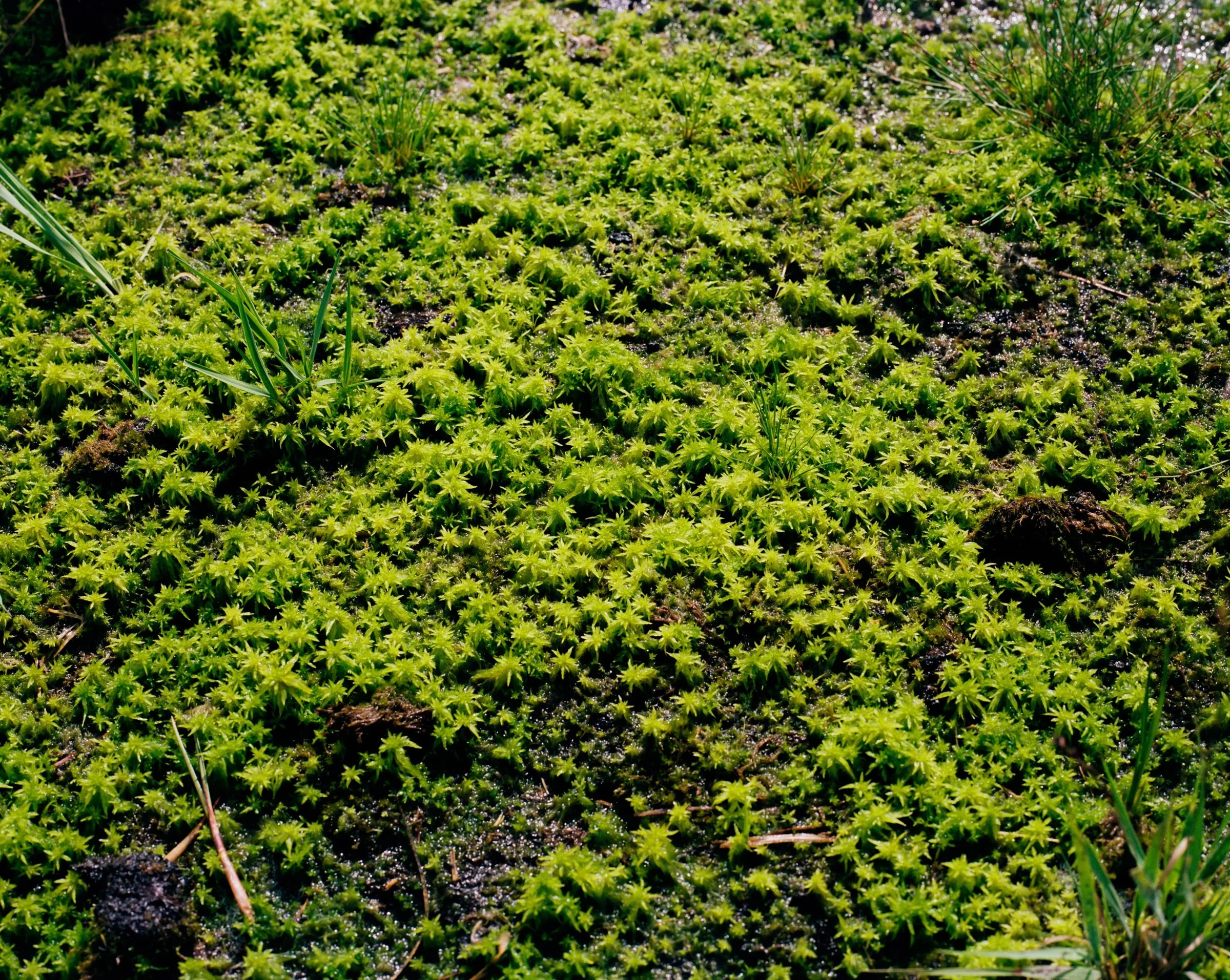 Close-up of bright green moss