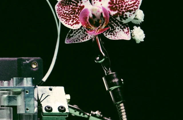 Pink orchid held by a mechanical arm against a dark green background
